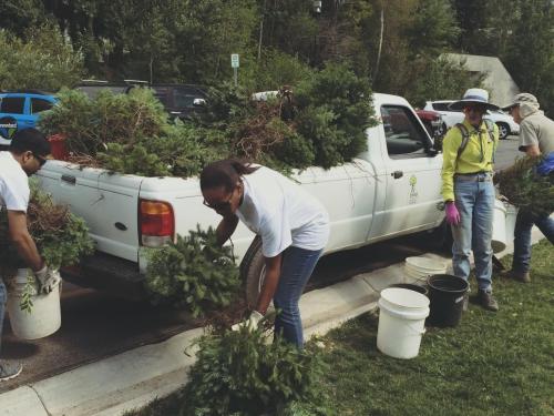 A group of four people surround an old white truck filled with young trees