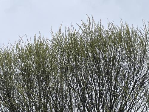 Green buds forming on the tips of tree branches
