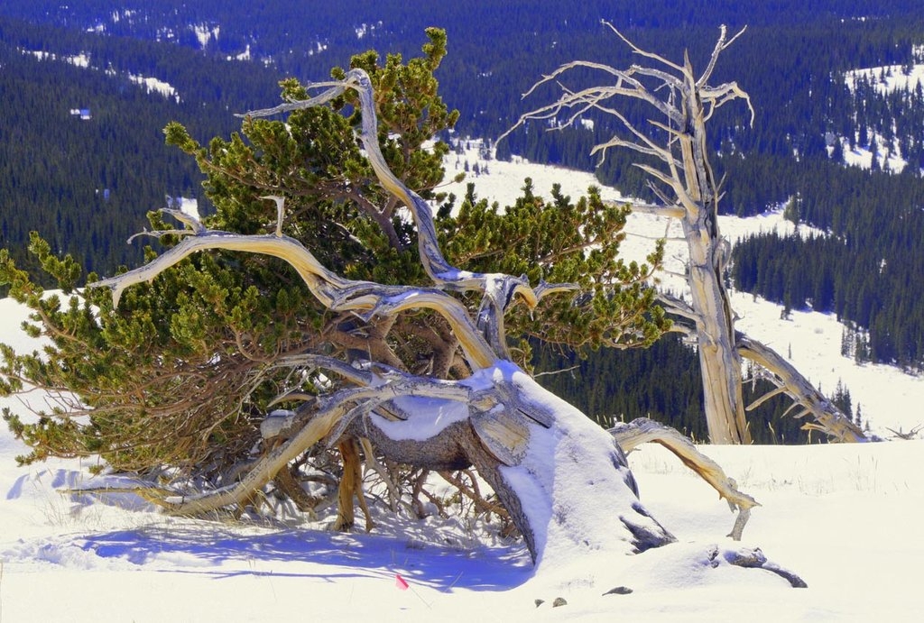 Bristlecone in snow