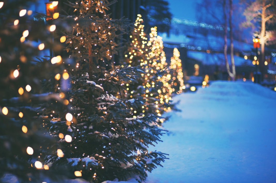 Trees in a row with christmas lights 