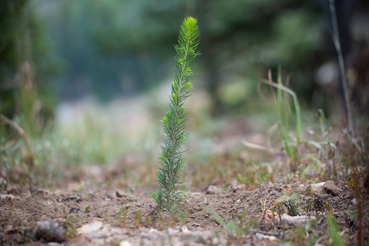 evergreen tree sprouting from ground