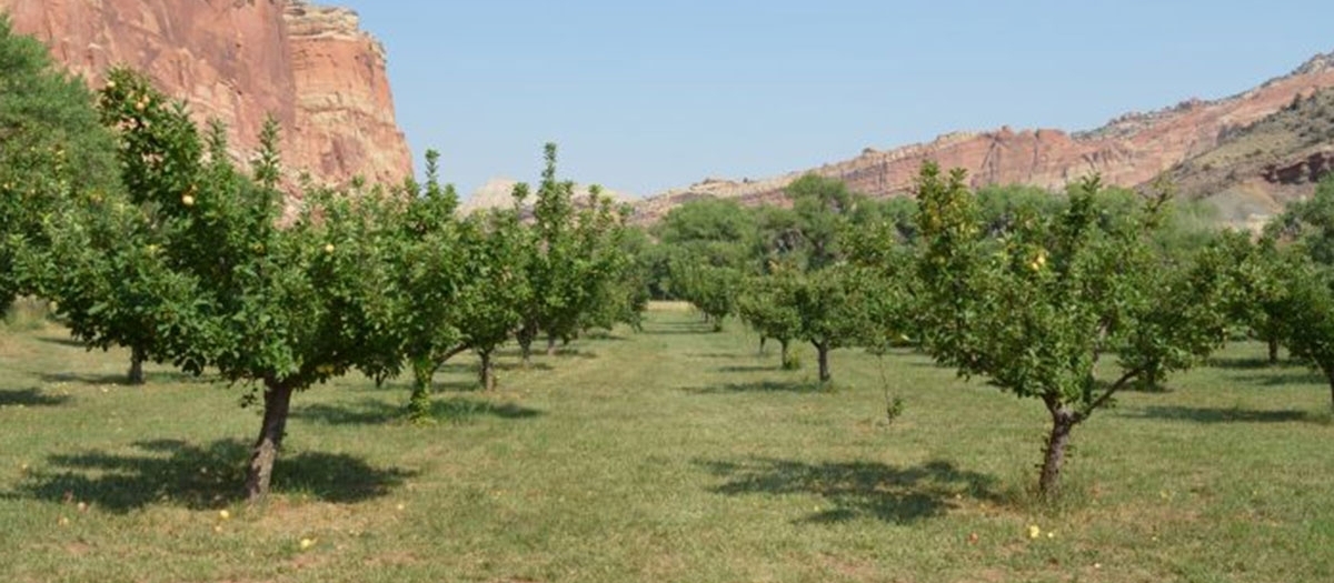 fruit orchard in red rock desert