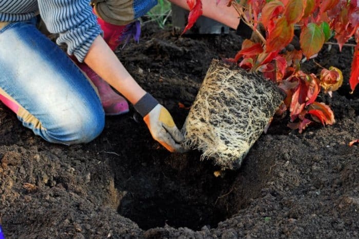 Person planting tree with red leaves