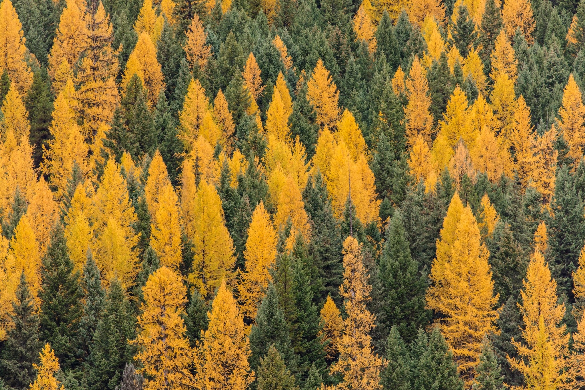 Golden Larches against evergreens