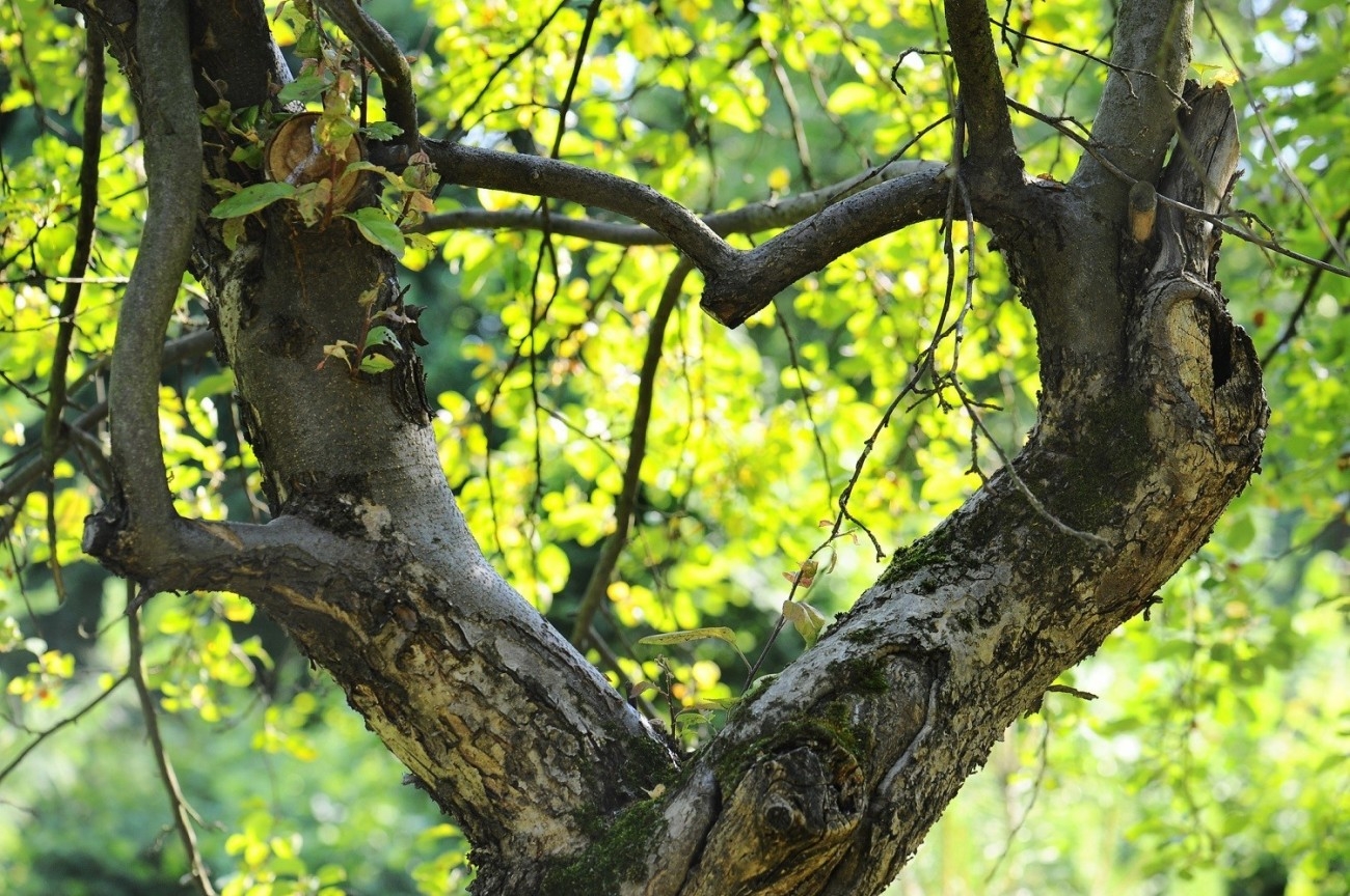 Tree branches in shape of heart