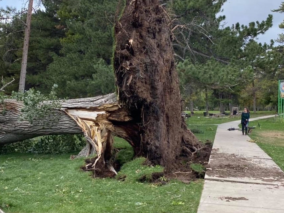 Tree toppled over with roots