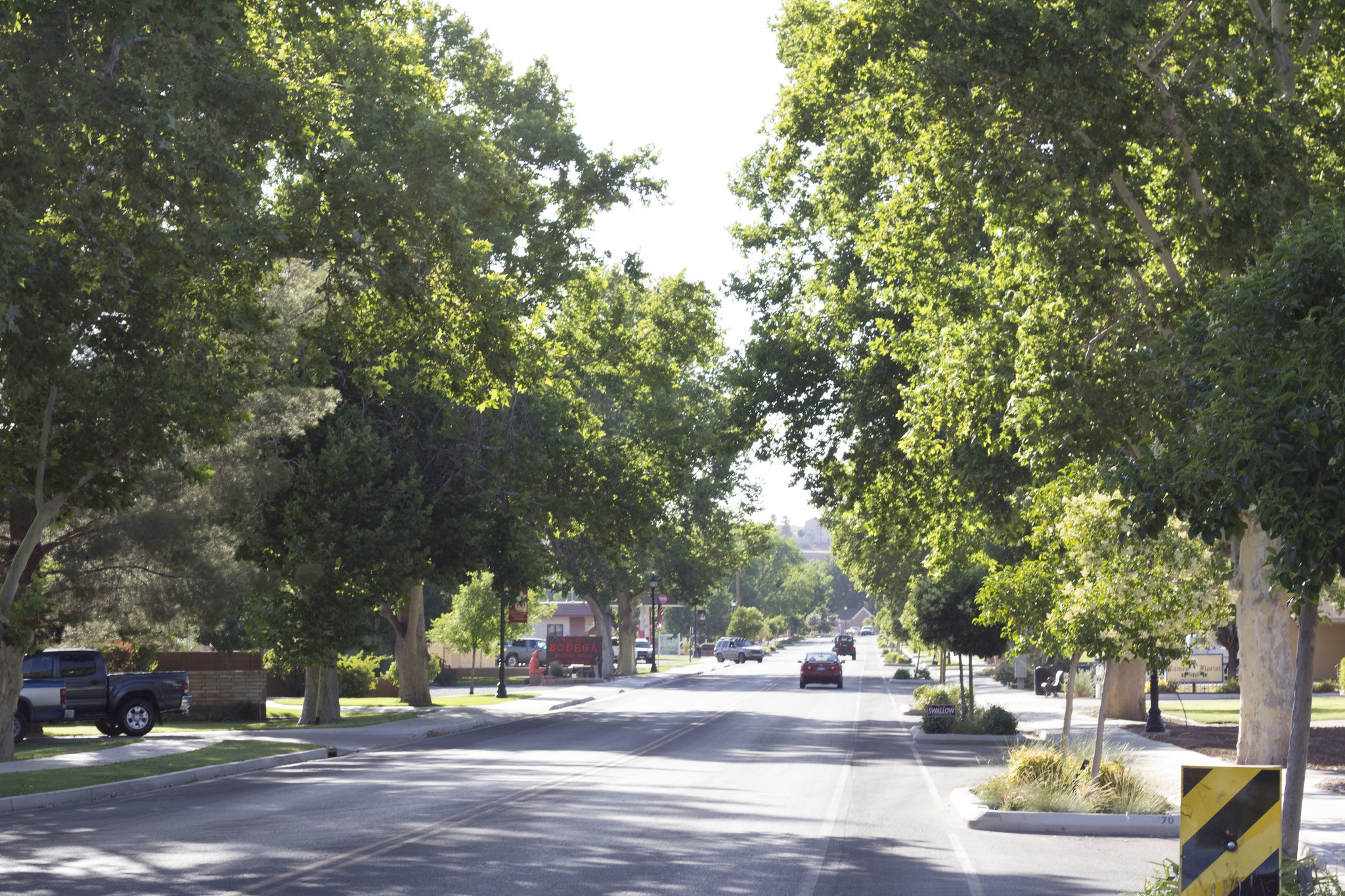 Tree lined street