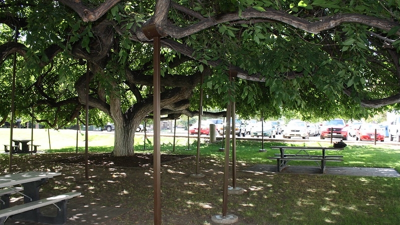 Large tree shading park