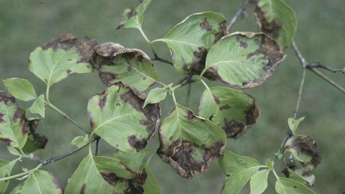 Leaves that are curling and browning due to an anthracnose infection