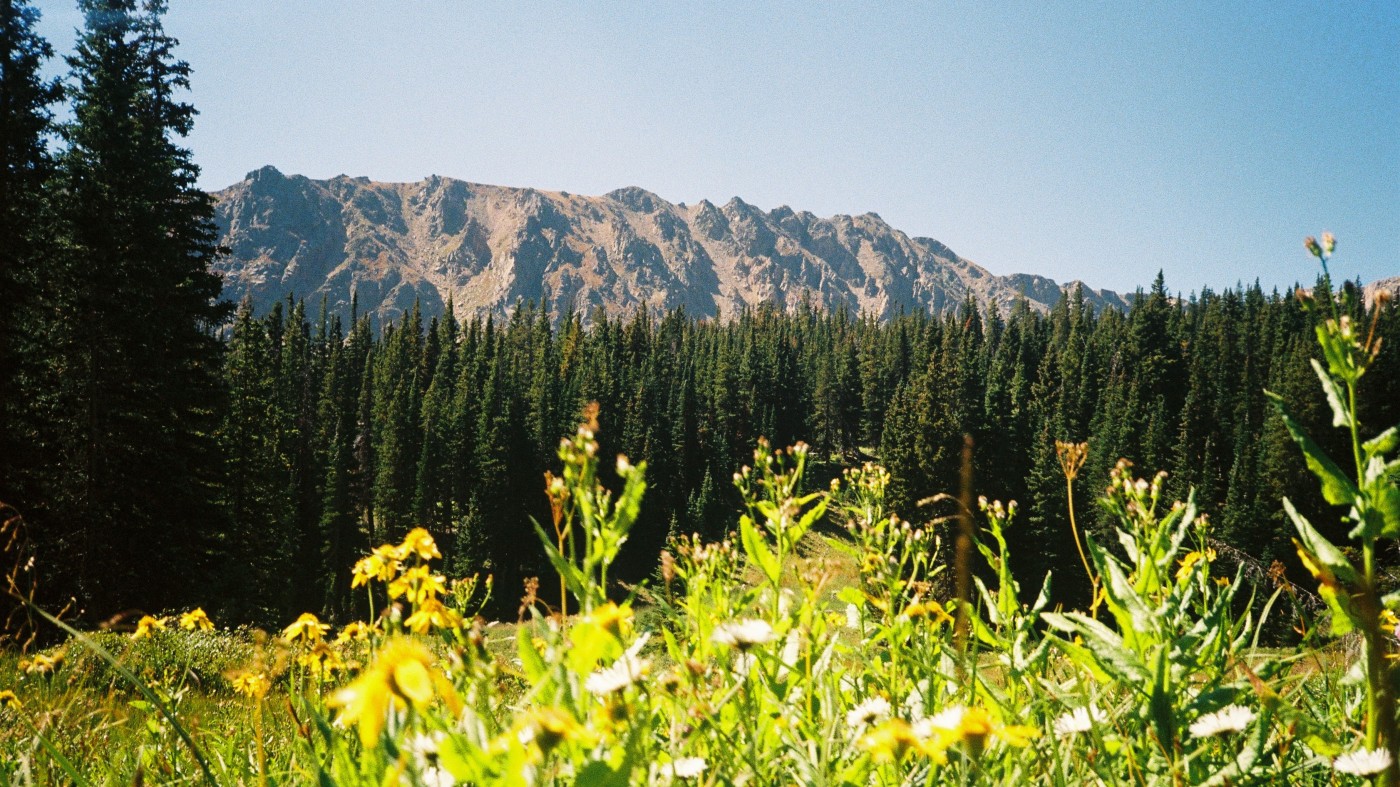 Tall trees and mountain in the background of a wildflower meadow