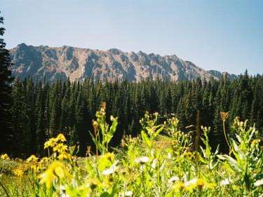 Tall trees and mountain in the background of a wildflower meadow Tall trees and mountain in the background of a wildflower meadow