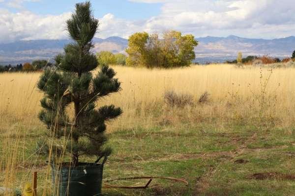 A ponderosa pine ready to be planted in a field of golden grass A ponderosa pine ready to be planted in a field of golden grass