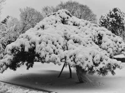 tree covered in snow