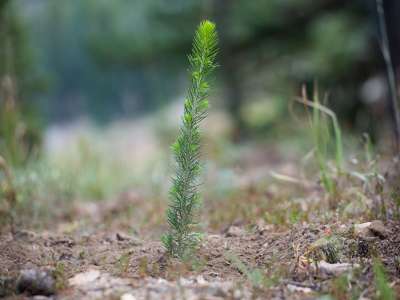 evergreen tree sprouting from ground