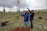Tree Planting at Oquirrh Park in Kearns