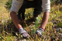 volunteer's hands in the grass