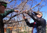 Fruit Tree Pruning Workshop