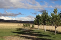 Eagle Mountain Tree Planting at Spring Run Park!