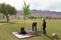Tree Planting at Magna Regional Park