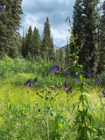 Wasatch Wildflower Festival at Brighton!