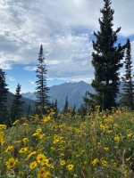 Wasatch Wildflower Festival at Brighton!