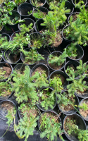 Viewed from above, a cluster of small black pots with pine saplings in them