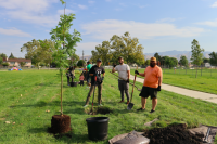 Planting at Cottonwood Park