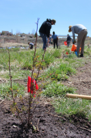 Restoration Planting at Swaner Preserve