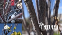 Class on Pruning for Healthy Trees 